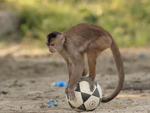 monkey
